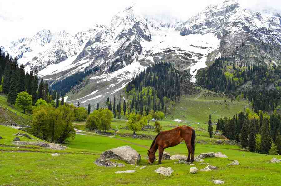 Pahalgam & Sonamarg Escape